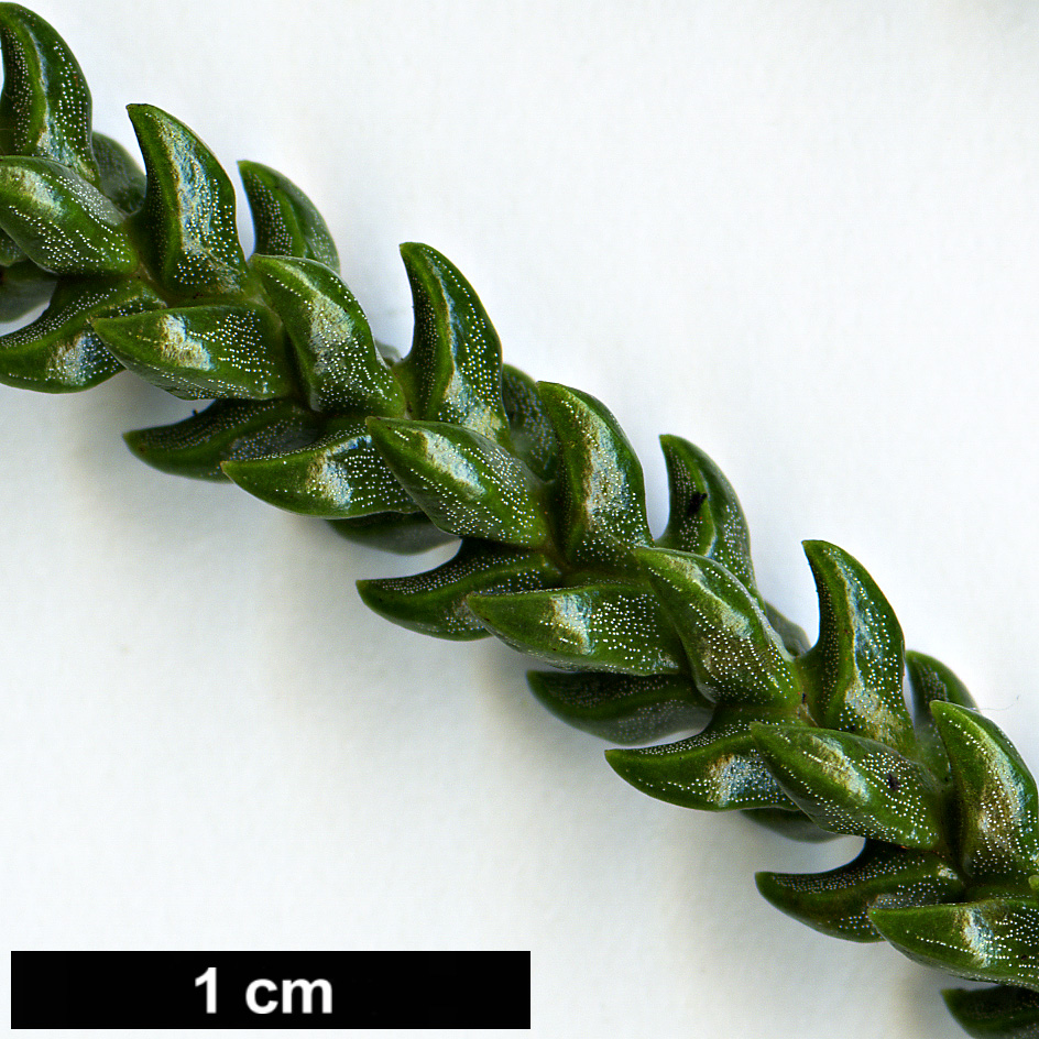 High resolution image: Family: Araucariaceae - Genus: Araucaria - Taxon: scopulorum